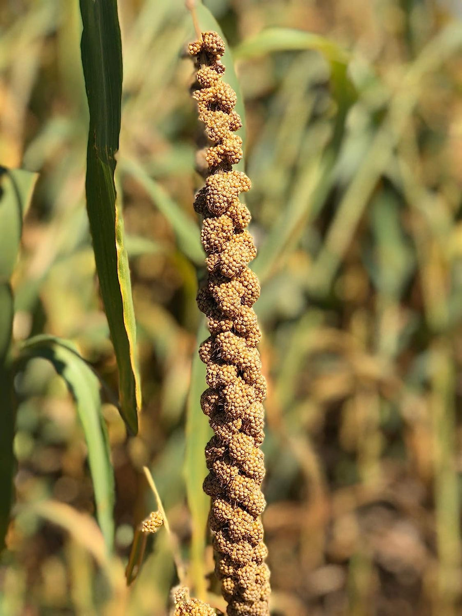 Healthy select spray millet hotsell