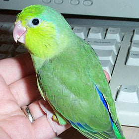 PARROTLET-PACIFIC GREENS