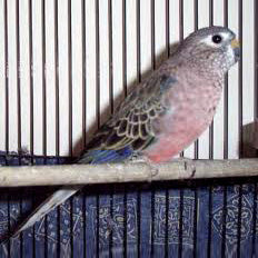 Bourke Parakeet