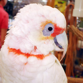 Slender Billed Cockatoo