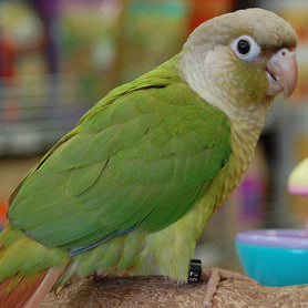 Breeders Cinnamon Green Cheek Conure