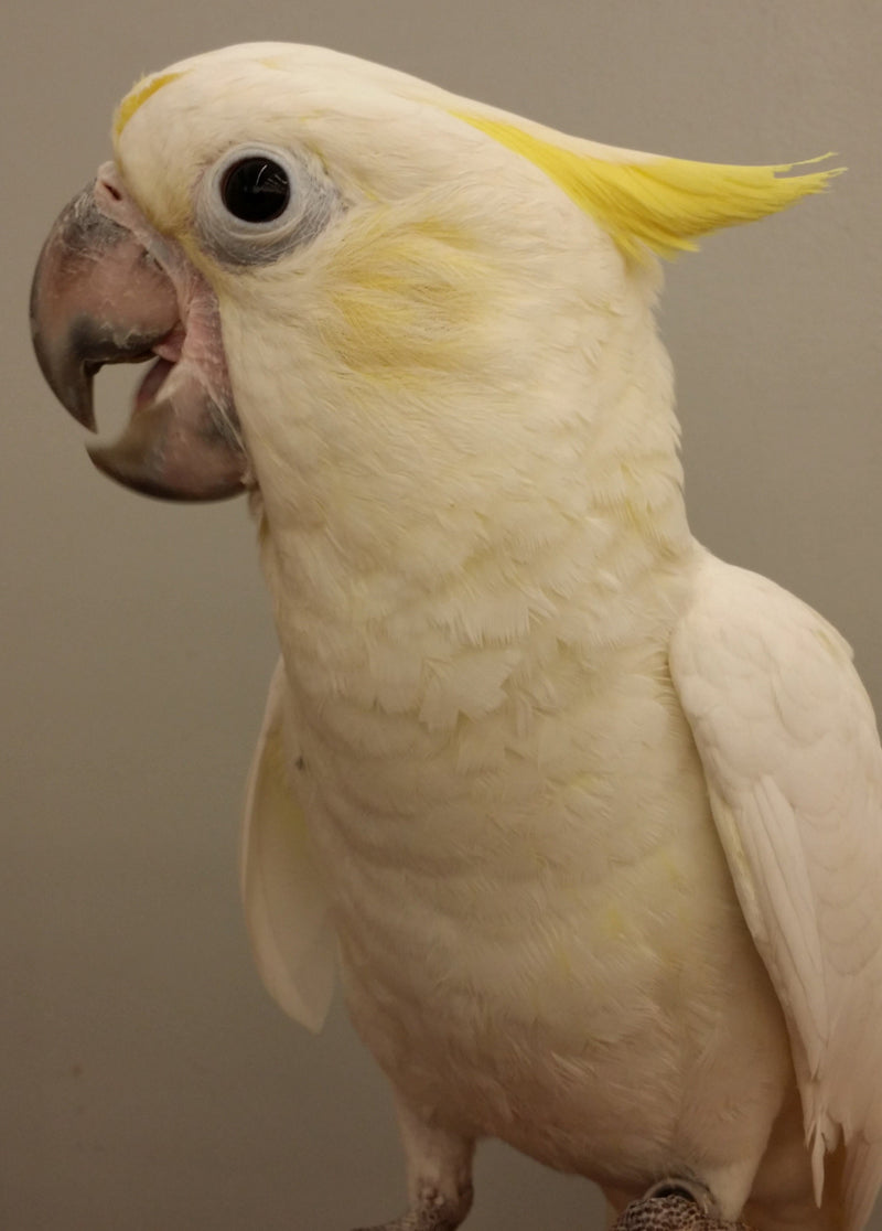 BREEDERS Lesser Cockatoo