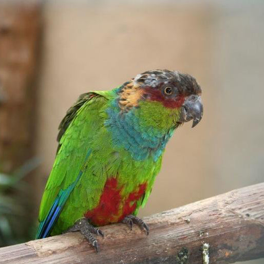 BREEDERS Blue Throated Conure