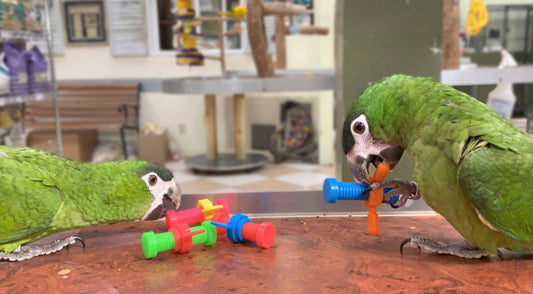 Birds LOVE 4-Pack Nuts n Bolts Foot Toy, Bite and Play, for Small to Medium Parrots