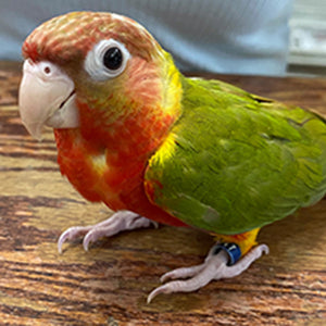 BREEDERS CONURE-PINEAPPLE RED FACTOR