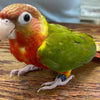 BREEDERS CONURE-PINEAPPLE RED FACTOR