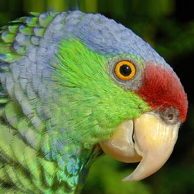 Lilac Crowned Amazon Parrot