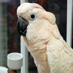 Moluccan Cockatoo Parrot