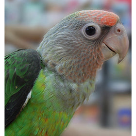 AfricanCape Parrot