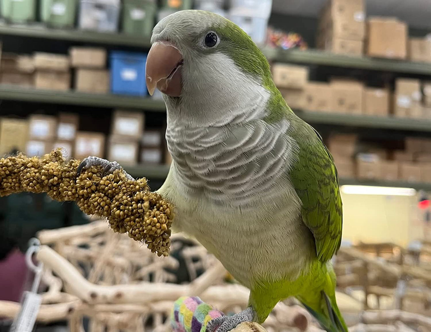 Birds LOVE Economy & Thin Special Spray Millet GMO-Free No Pesticides (No Stems Only Edible Tops) for Birds Cockatiel Lovebird Parakeet Finch Canary All Parrots Healthy Treat - 7oz (2pk)