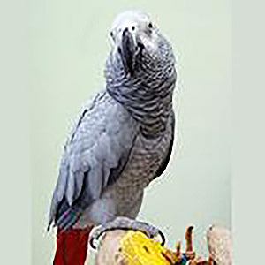 African Parrots