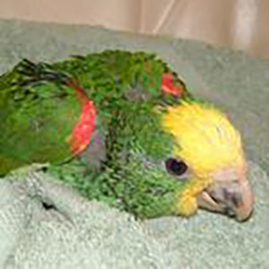 Amazon Parrots