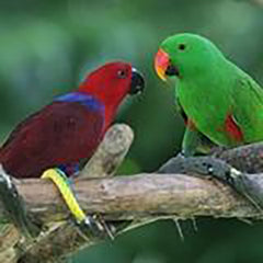 Eclectus and Hawk-Headed Parrot