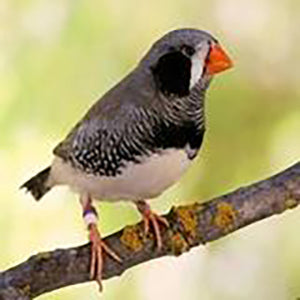 Finches and Canaries