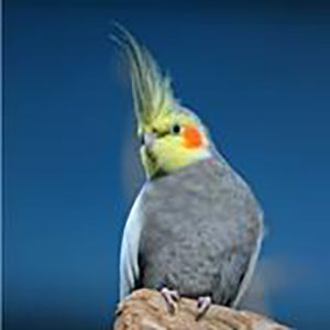 Cockatiels