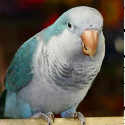 Parakeets