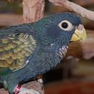 Pionus