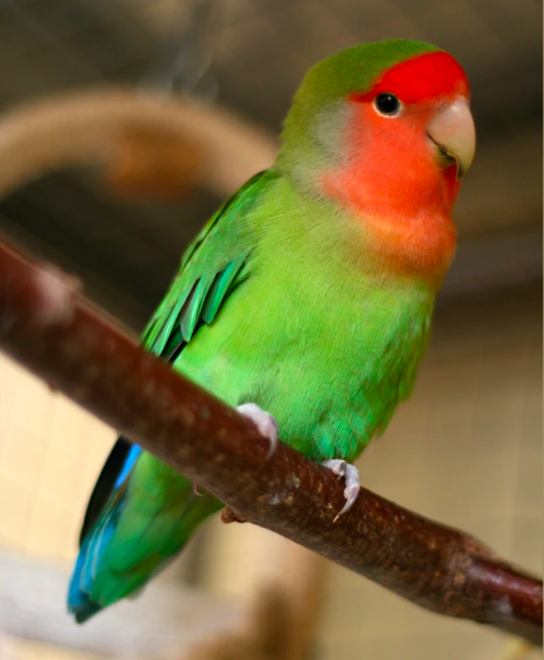 Lovebirds