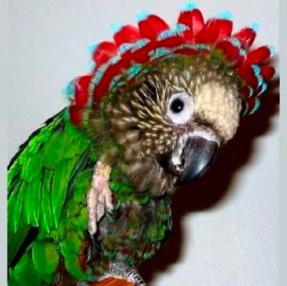 Hawk Headed Parrots
