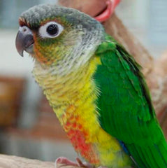 Conures and Caiques
