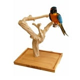 Bird Play Gyms and Stands