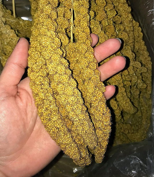 Birds LOVE Economy & Thin Special Spray Millet 25lb