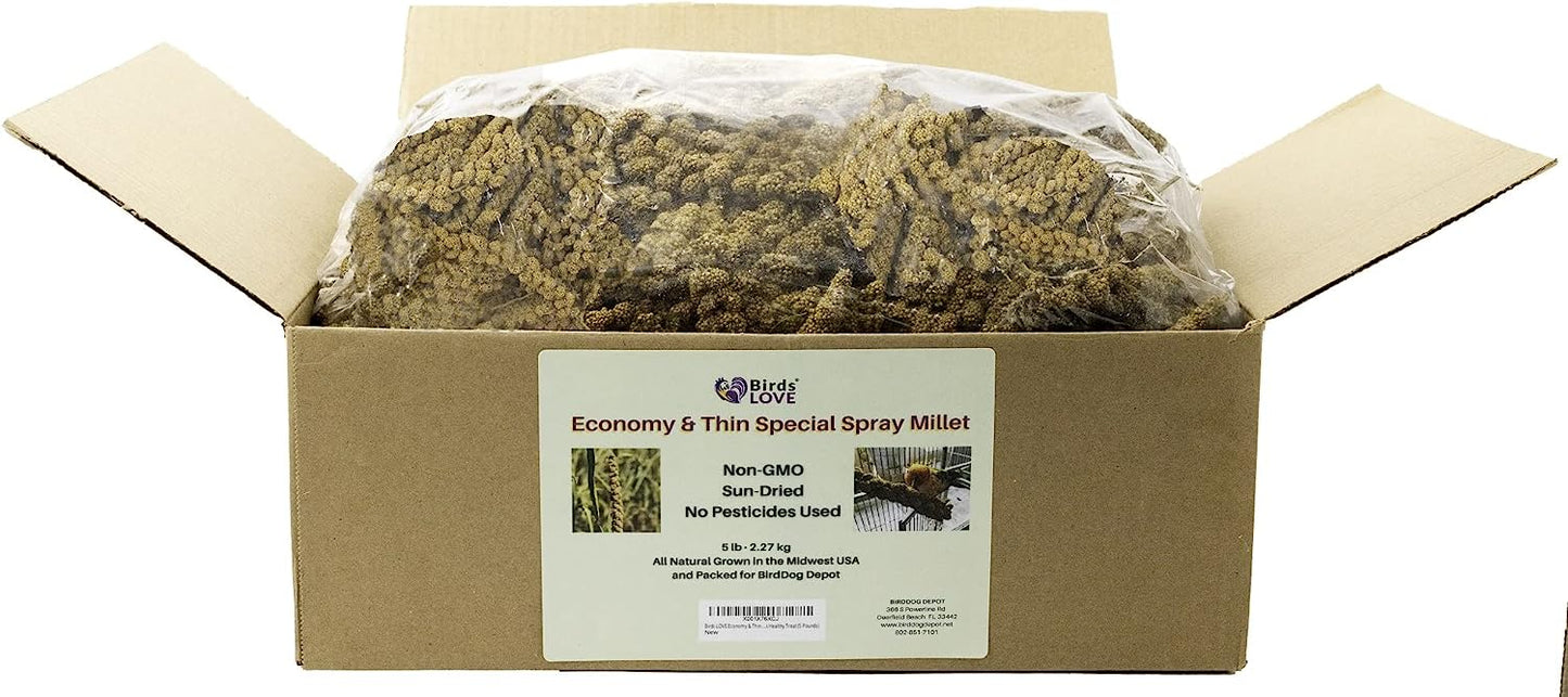 Birds LOVE Economy & Thin Special Spray Millet GMO-Free No Pesticides (No Stems Only Edible Tops) for Birds Cockatiel Lovebird Parakeet Finch Canary All Parrots Healthy Treat-5lbs