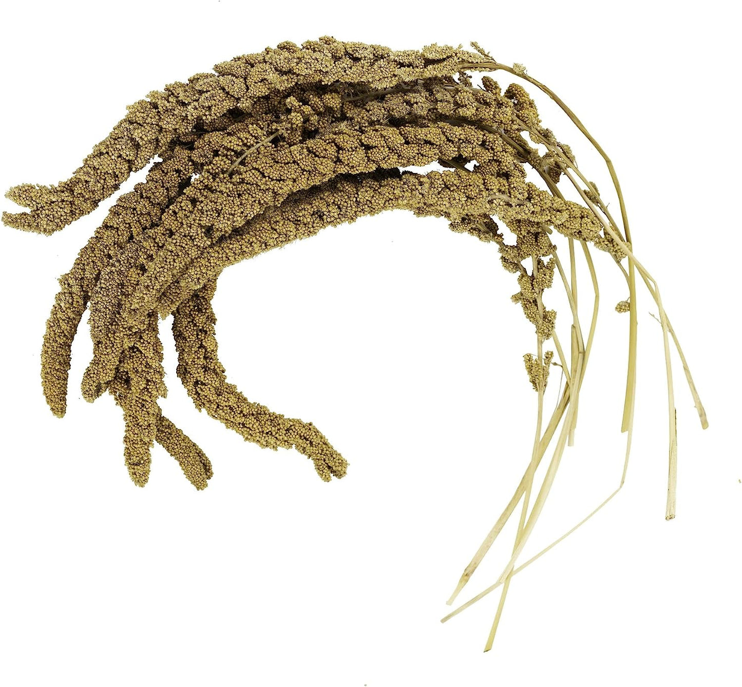 Birds LOVE French Kissed Bird Millet 5lb