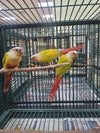 Adult Suncheek conures