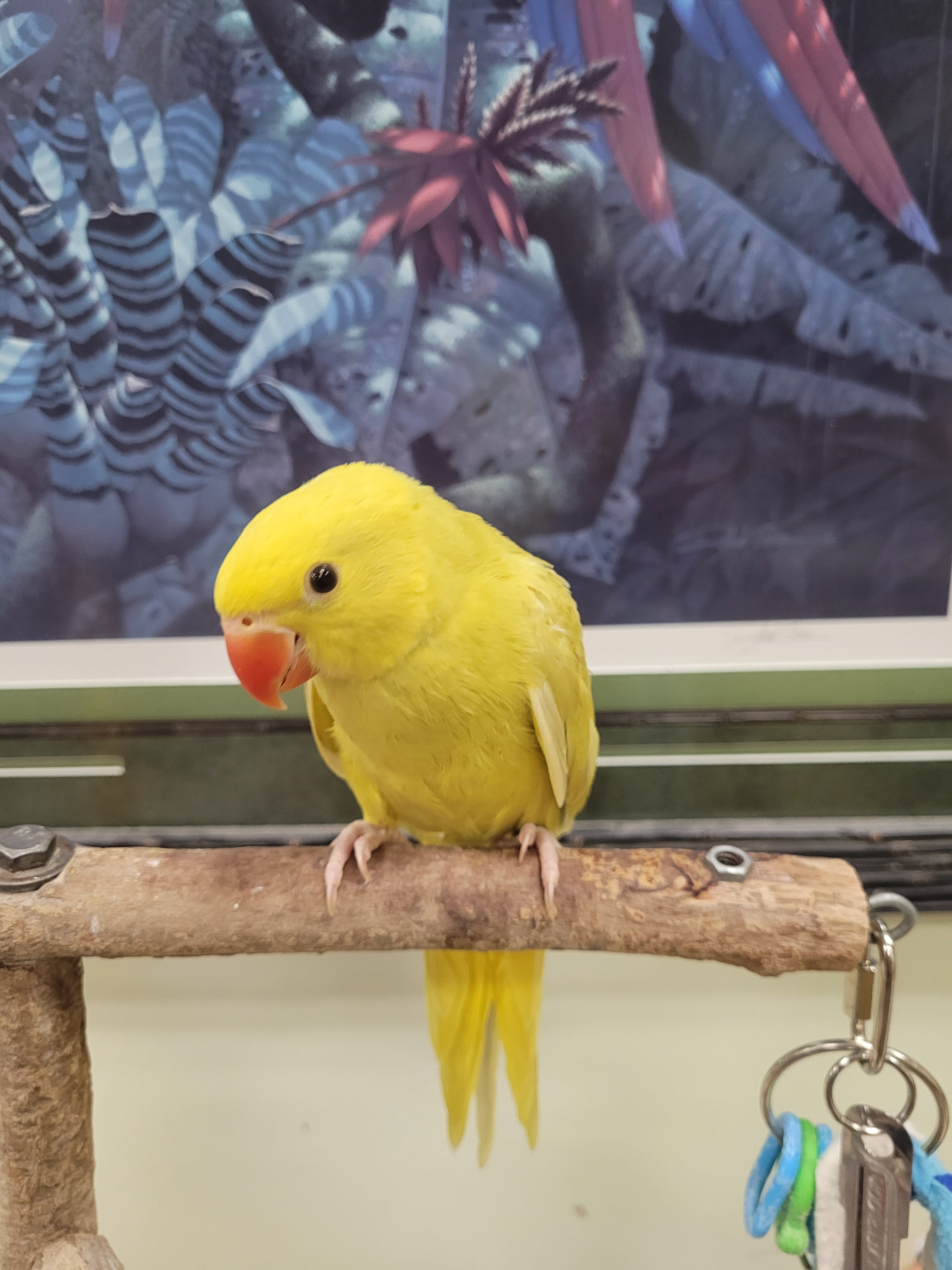 Bird Park Yellow Ringneck Parakeet Rose Ringneck Parakeet Price