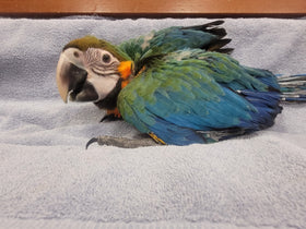 HARLIGOLD MACAW
