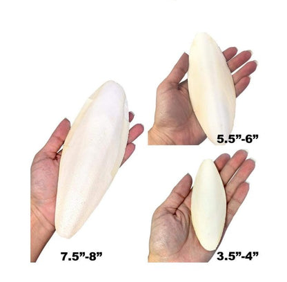 Birds LOVE Natural Cuttlebone - Premium Calcium & Trace Mineral Supplement for Avian Species, Tortoises, and Snails - Pure Cuttlefish Bones for Parakeets, Cockatiels & All Birds - 12 Pack of 5 .5-6"