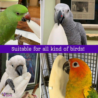 Birds LOVE Natural Cuttlebone – Premium Calcium for Cockatiel, Parrots, Tortoise, Snails, Crabs and Chinchillas - Pure Cuttlebone for Birds - Parakeet Food and Bird Treats - 4lb, Size 5.5 to 6"