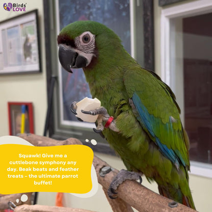 Birds LOVE Natural Cuttlebone – Premium Calcium for Cockatiel, Parrots, Tortoise, Snails, Crabs and Chinchillas - Pure Cuttlebone for Birds - Parakeet Food and Bird Treats - 4lb, Size 5.5 to 6"