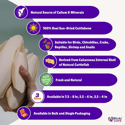 Birds LOVE Natural Cuttlebone | 100% Pure Sun-Dried Calcium Supplement for Birds, Tortoises, Snails & Crabs | Supports Beak & Shell Health | Easy to Chew | 6 Pack, Size 5.5 to 6"
