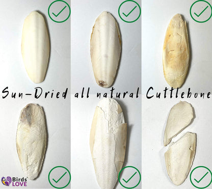Birds LOVE Natural Cuttlebone | 100% Pure Sun-Dried Calcium Supplement for Birds, Tortoises, Snails & Crabs | Supports Beak & Shell Health | Easy to Chew | 3 Pack, Size 5.5 to 6"