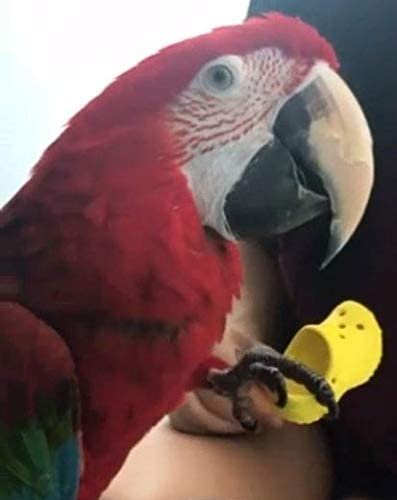 Birds LOVE 6 pk 1-Grommet only Mini Sneakers Shoes or Rubber Sandal Toys for Birds, Cats, Ferrets, Rabbits, Guinea Pigs and Small Animals