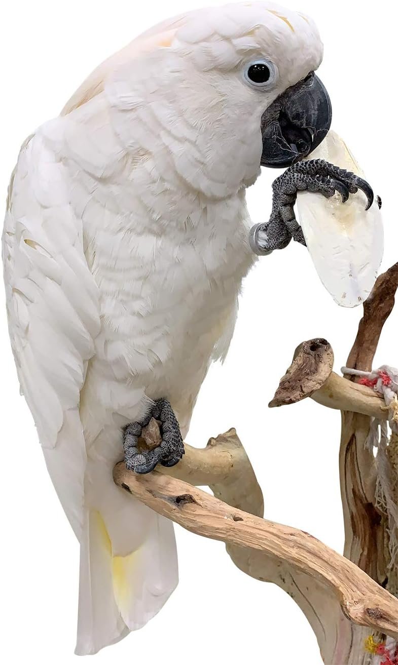 Birds LOVE Natural Cuttlebone - Premium Calcium & Trace Mineral Supplement for Avian Species, Tortoises, and Snails - Pure Cuttlefish Bones for Parakeets, Cockatiels & All Birds - 12 Pack of 5 .5-6"