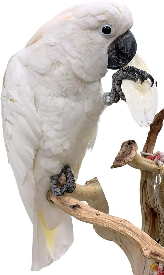 Birds LOVE Natural Cuttlebone - Premium Calcium & Trace Mineral Supplement for Avian Species, Tortoises, and Snails - Pure Cuttlefish Bones for Parakeets, Cockatiels & All Birds - 12 Pack of 5 .5-6"