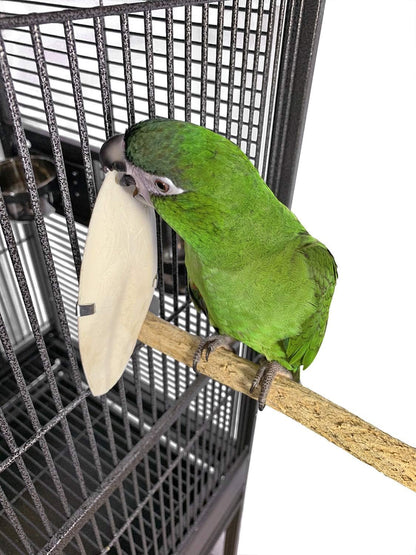 Birds LOVE Natural Cuttlebone - Premium Calcium & Trace Mineral Supplement for Avian Species, Tortoises, and Snails - Pure Cuttlefish Bones for Parakeets, Cockatiels & All Birds - 12 Pack of 5 .5-6"