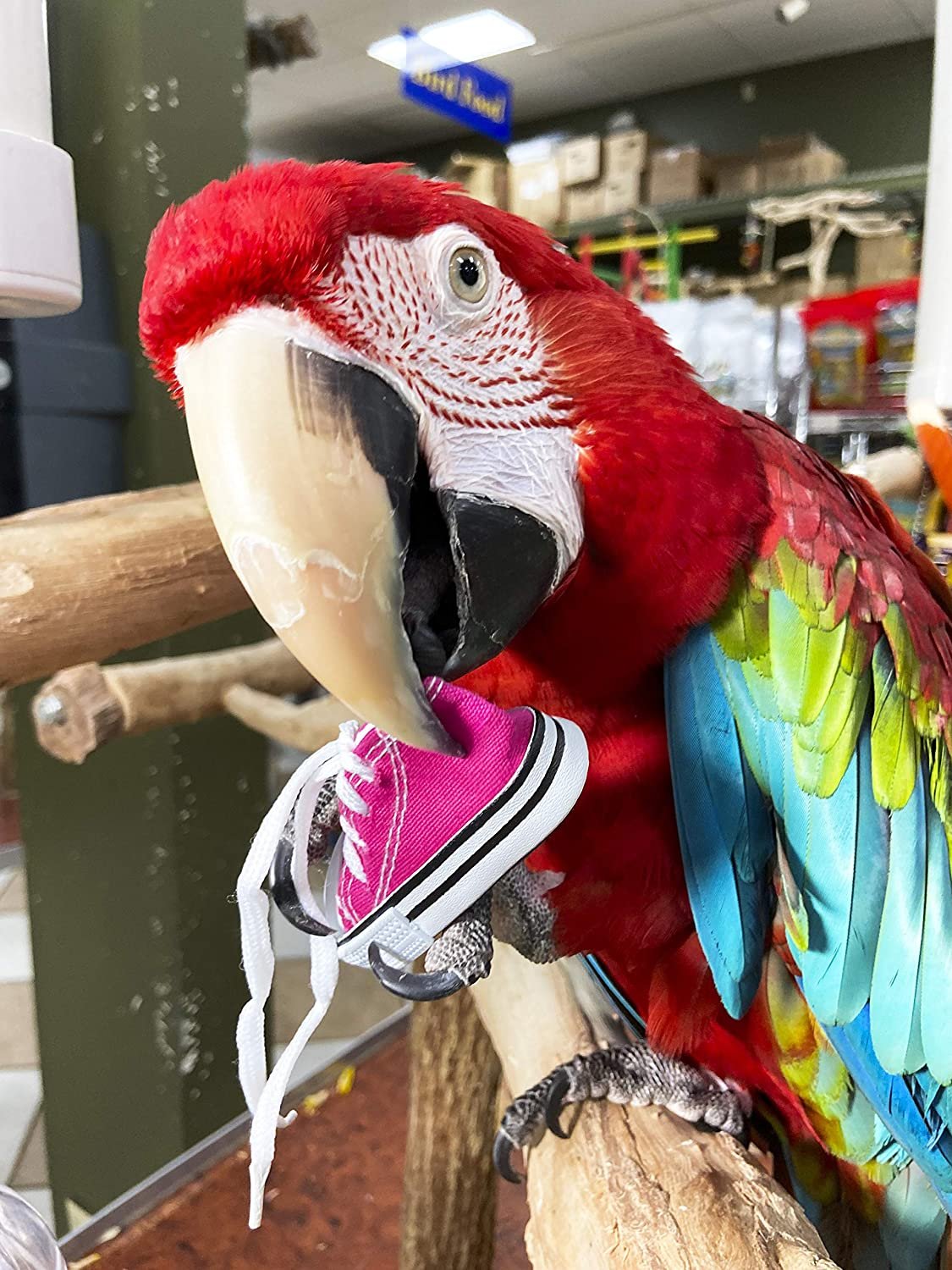 Birds LOVE 6 pk 1-Grommet only Mini Sneakers Shoes or Rubber Sandal Toys for Birds, Cats, Ferrets, Rabbits, Guinea Pigs and Small Animals