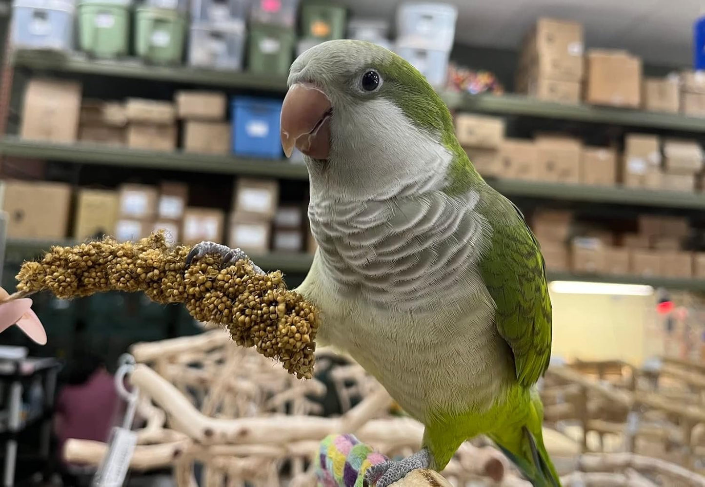 Birds LOVE Millet Tips & Tails for Birds - Parakeets, Cockatiels, Lovebirds, Budgies, Canaries, Cockatoos - Natural & Healthy Millet for Bird, Parakeet Food & Treats for All Parrots, 1lb (Pack of 25)