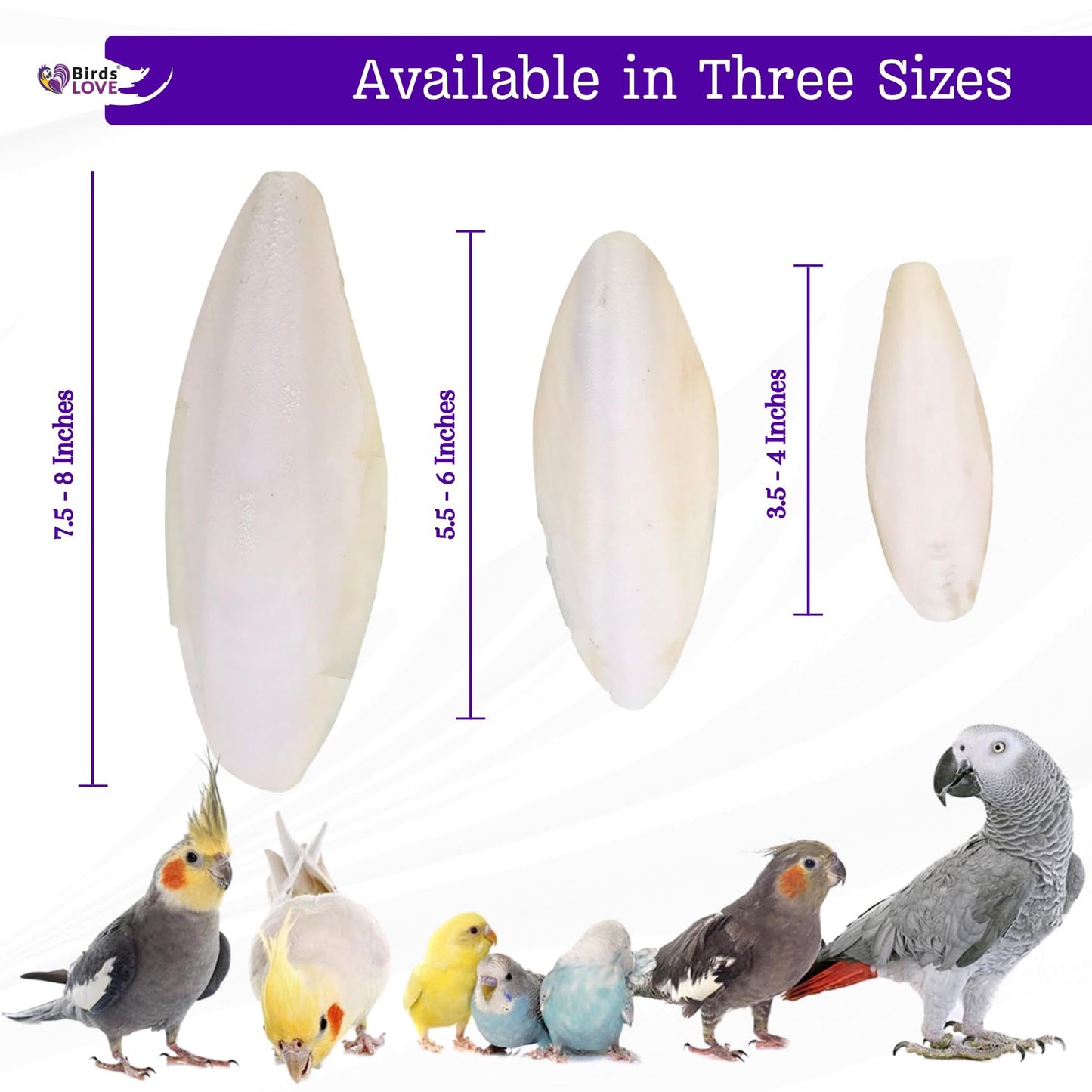 Birds LOVE 4-Piece Natural Cuttlebone 3.5–4-Inch with Holder – Natural Calcium & Trace Mineral Block for Birds & Reptiles – Beak-Trimming Chew Supplement – Safe, 100% Pure, No Fillers
