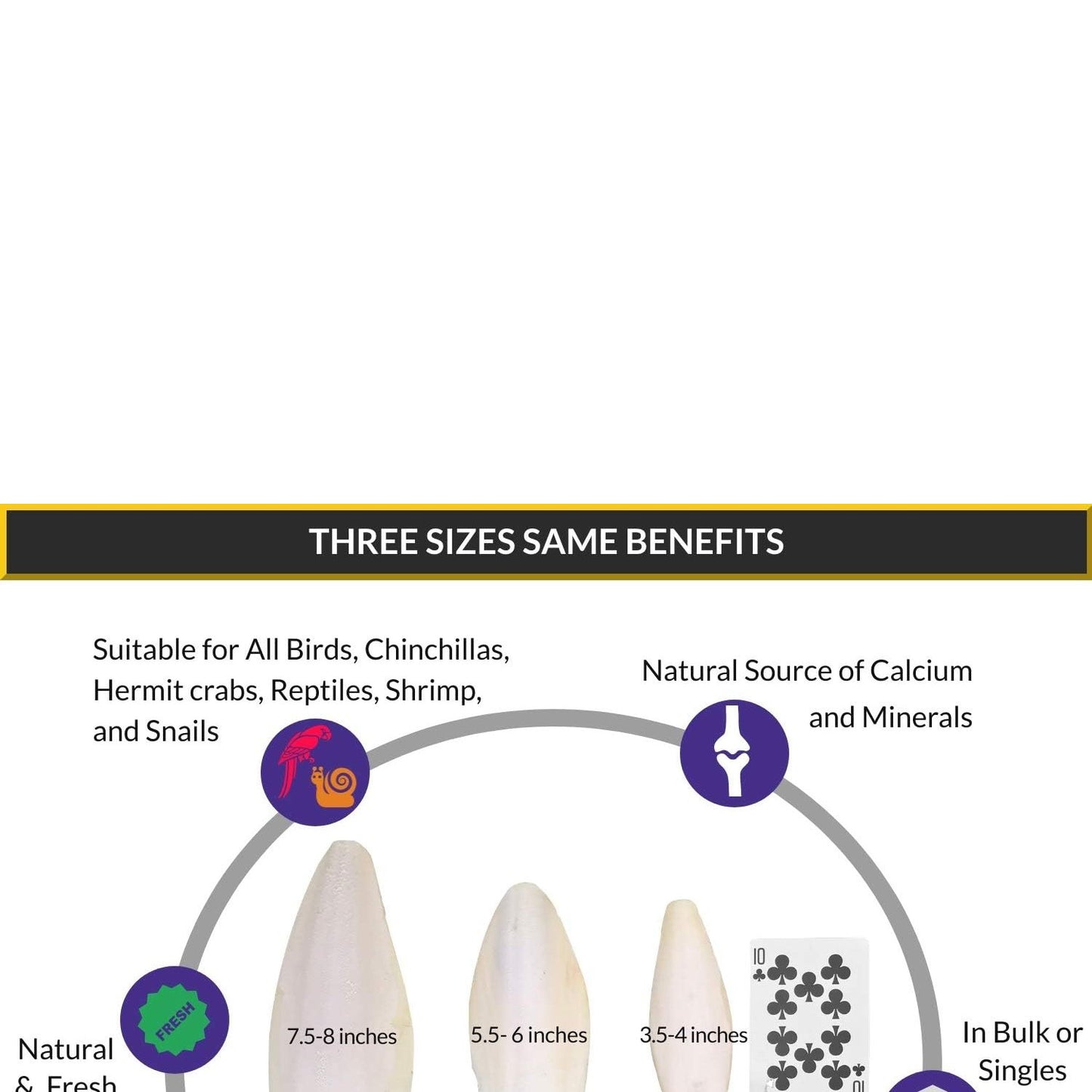 Birds LOVE Natural Cuttlebone - Premium Calcium & Trace Mineral Supplement for Avian Species, Tortoises, and Snails - Pure Cuttlefish Bones for Parakeets, Cockatiels & All Birds - 12 Pack of 5 .5-6"