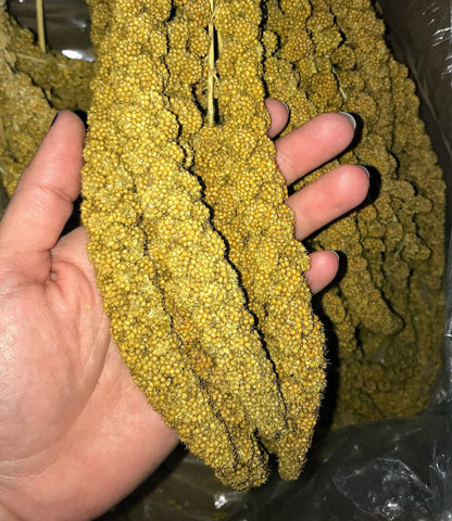Birds LOVE Economy Special Spray Millet GMO-Free (No Stems Only Edible Tops) for Birds Cockatiel Lovebird Parakeet Finch Canary All Parrots Healthy Treat - 25lbs