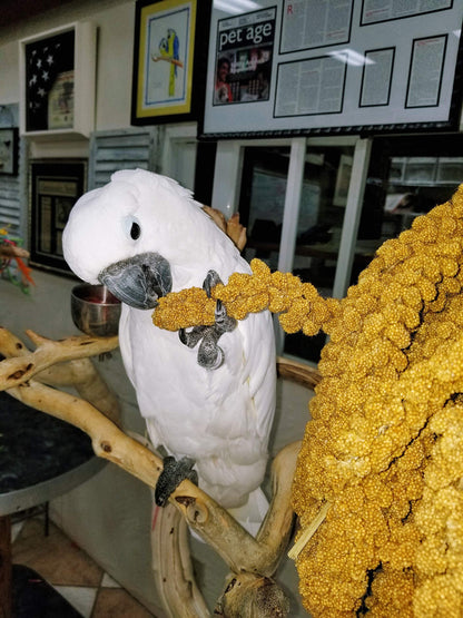 Birds LOVE Wholesome & Lovely Spray Millet Non-GMO (No Stems Only Edible Tops) for Parrots Birds Cockatiel Lovebird Parakeets Finch Canary All Parrots Healthy Treat - 5lbs
