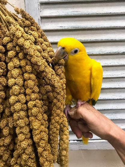 Nemeth Farms Worlds Freshest GMO-Free, Sun Dried Spray Millet No Stems Only Edible - Tops-Original Bird Treat and Supplement for Pet Birds Parakeets, Cockatiels, Lovebirds and Finches - 5lbs