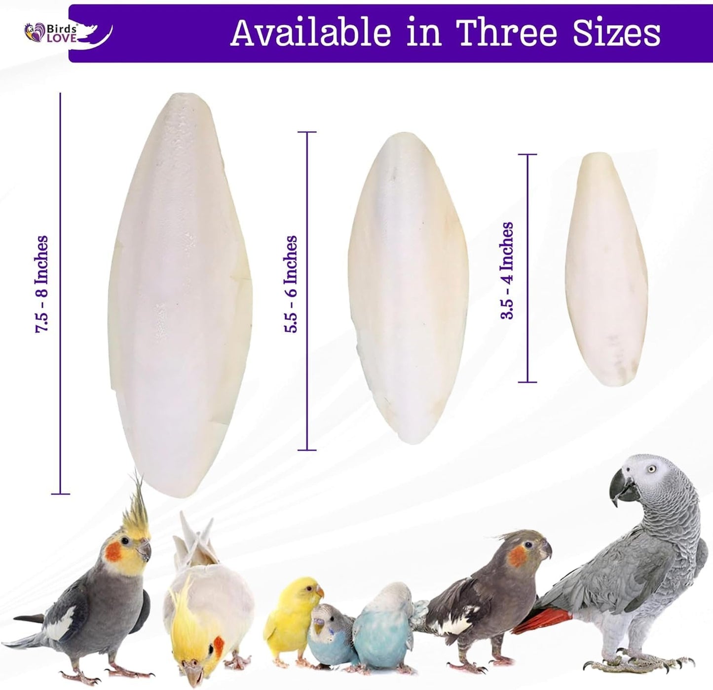 Birds LOVE Natural Cuttlebone | 100% Pure Sun-Dried Calcium Supplement for Birds, Tortoises, Snails & Crabs | Supports Beak & Shell Health | Easy to Chew | 6 Pack, Size 5.5 to 6"