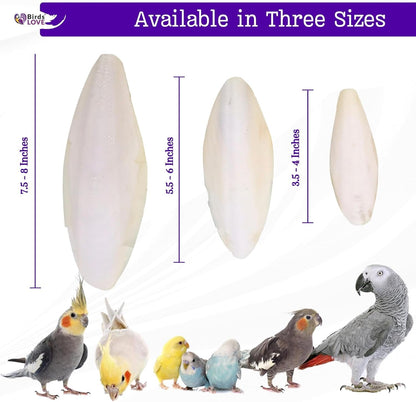 Birds LOVE Natural Cuttlebone | 100% Pure Sun-Dried Calcium Supplement for Birds, Tortoises, Snails & Crabs | Supports Beak & Shell Health | Easy to Chew | 6 Pack, Size 5.5 to 6"