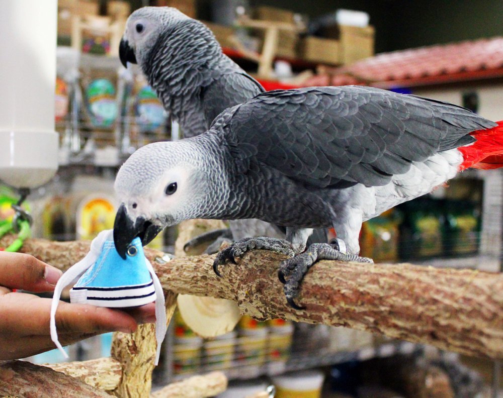 Birds LOVE 6 pk 1-Grommet only Mini Sneakers Shoes or Rubber Sandal Toys for Birds, Cats, Ferrets, Rabbits, Guinea Pigs and Small Animals